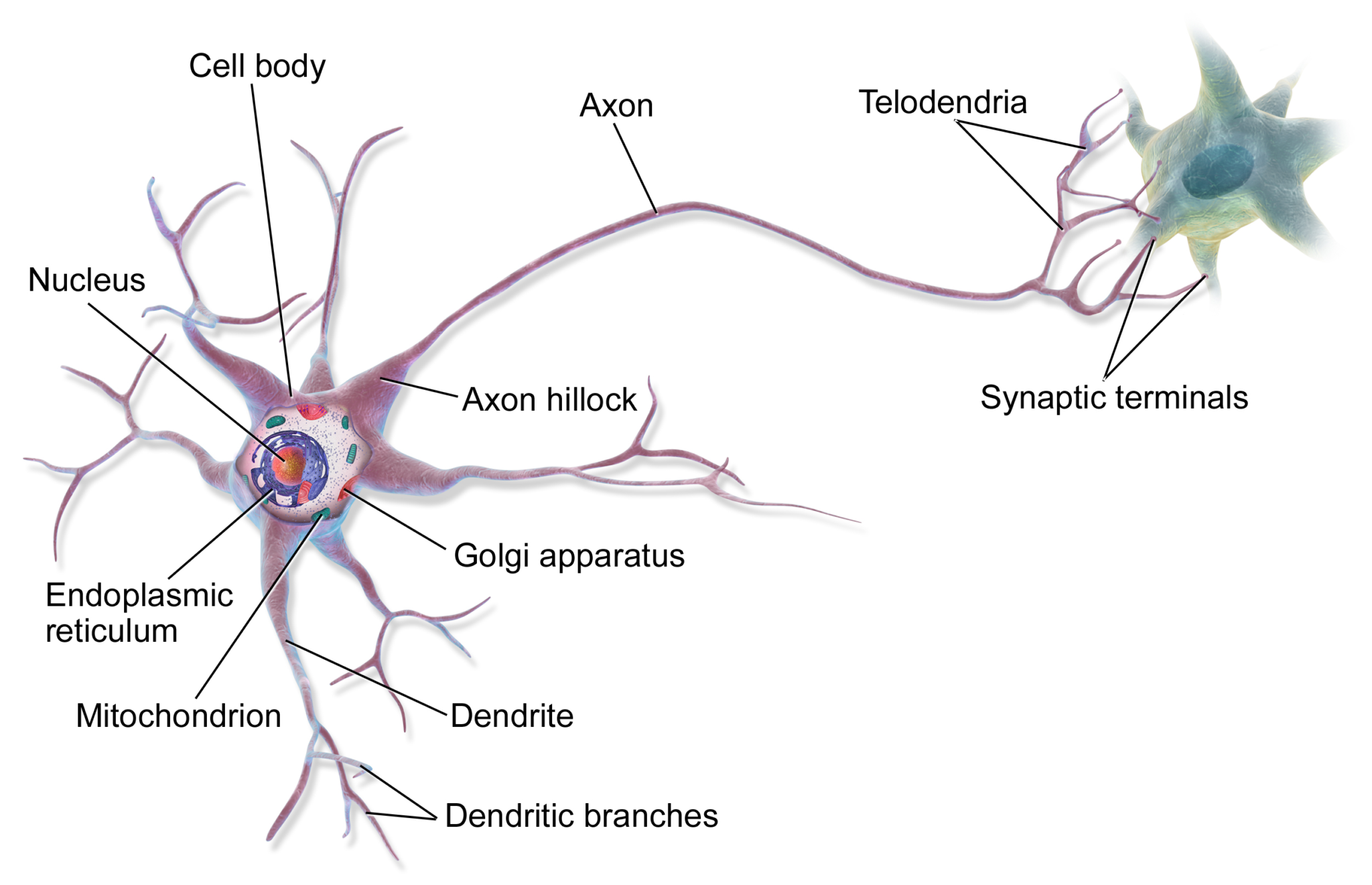 NEURONS AND HOW THEY WORK IN YOUR BODY visual data 3