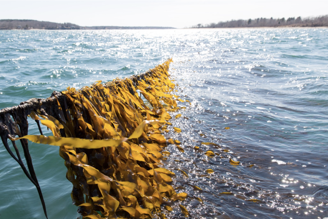 Kelp Farming a Win for the Environment Current Happenings Across STEM Magazine